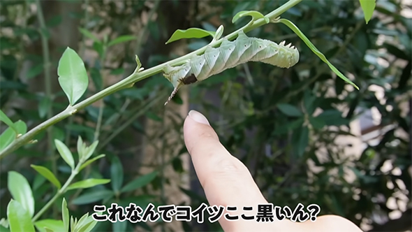 おしりに黒いホクロのようなものがあります