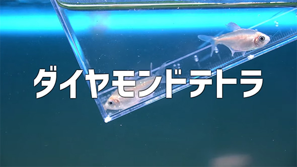 お迎え直後の「ダイヤモンドテトラ」