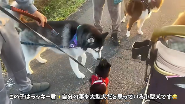 この子はラッキーくん