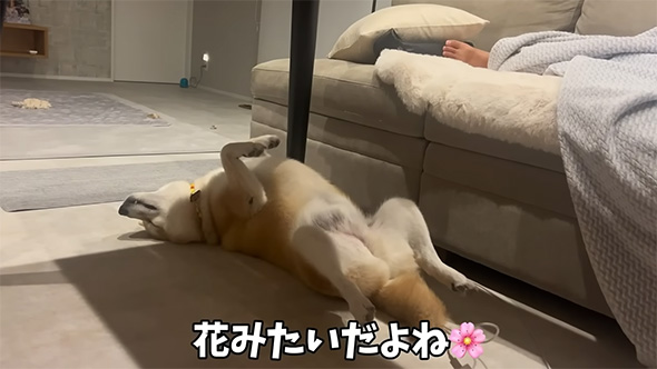 花みたいだよね