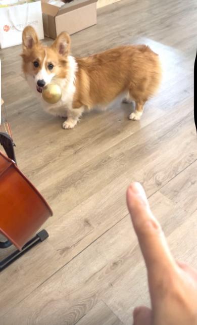 落ち葉初体験赤ちゃんコーギー