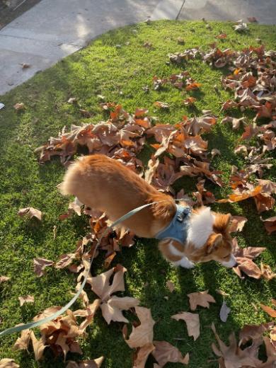 落ち葉初体験赤ちゃんコーギー