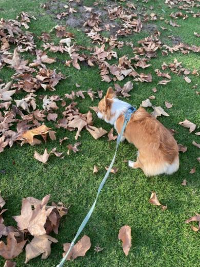 落ち葉初体験赤ちゃんコーギー
