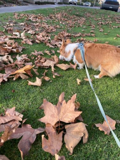 落ち葉初体験赤ちゃんコーギー