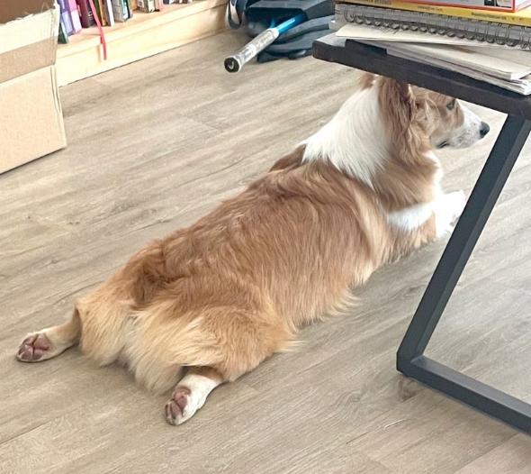 落ち葉初体験赤ちゃんコーギー