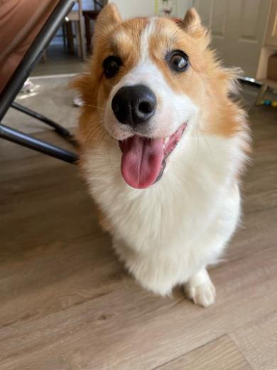 落ち葉初体験赤ちゃんコーギー