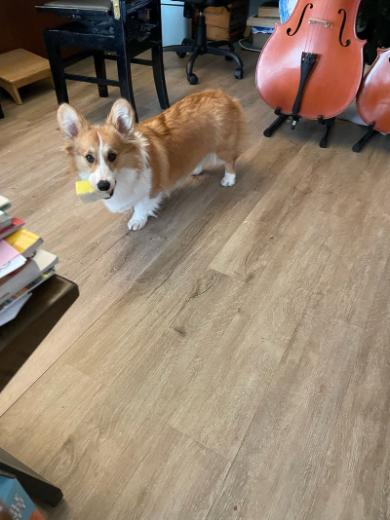 落ち葉初体験赤ちゃんコーギー