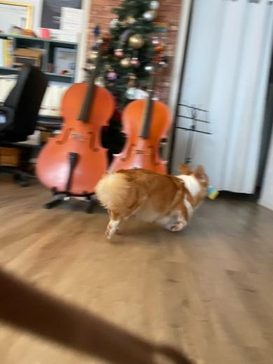 落ち葉初体験赤ちゃんコーギー