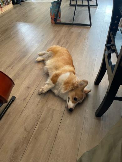 落ち葉初体験赤ちゃんコーギー