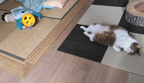 まるで兄妹な猫と子ども