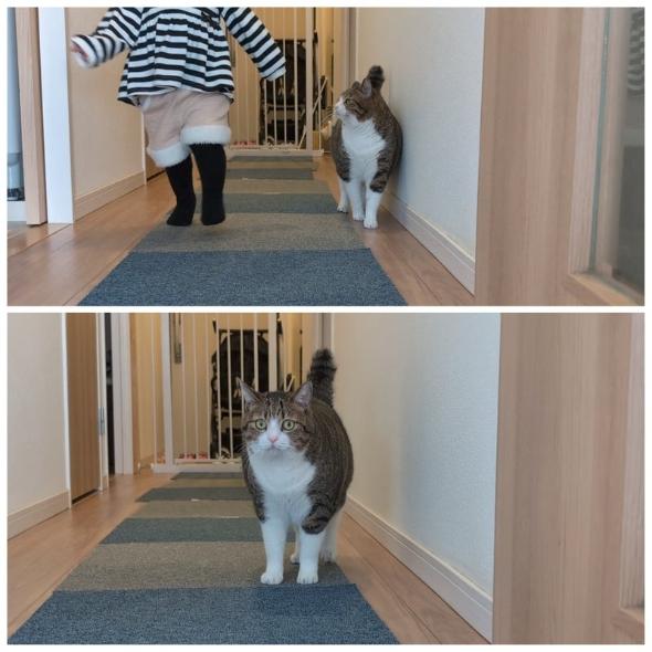 まるで兄妹な猫と子ども