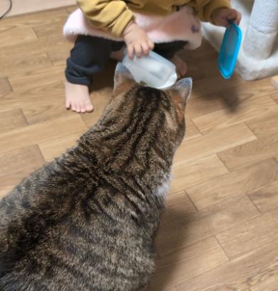 まるで兄妹な猫と子ども