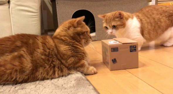 段ボール箱からでてきたまさかのものに驚く猫