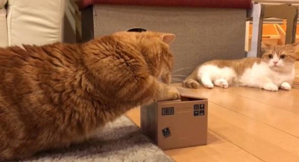 段ボール箱からでてきたまさかのものに驚く猫
