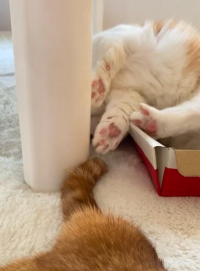 段ボール箱からでてきたまさかのものに驚く猫