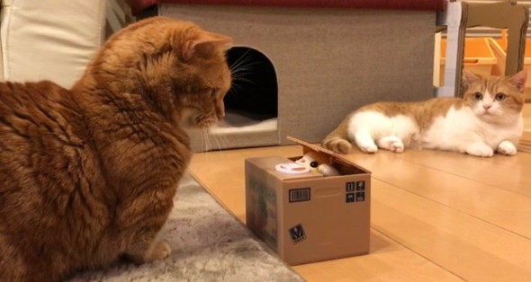 段ボール箱からでてきたまさかのものに驚く猫