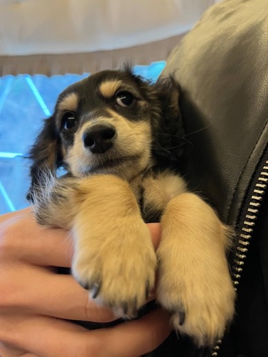 愛犬のやらかし，