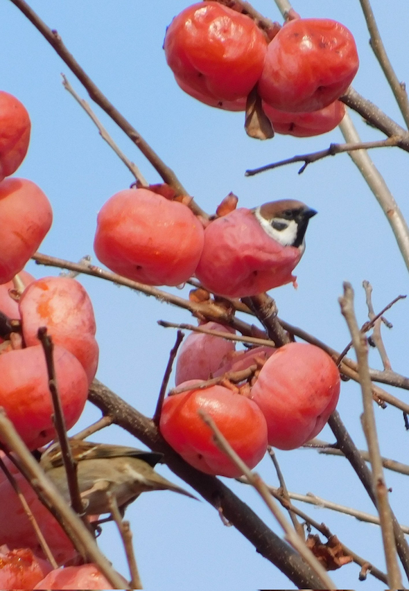 柿の実の中にスズメ