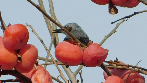 柿の実の中に鳥