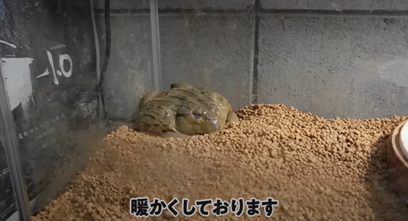 大きく育ったカエル