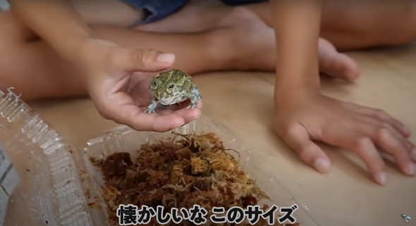 大きく育ったカエル