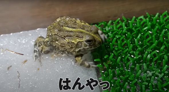 大きく育ったカエル