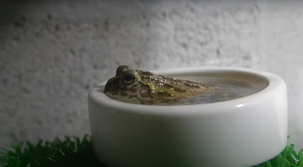 大きく育ったカエル