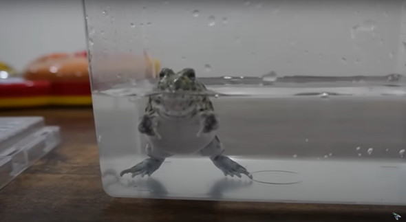 大きく育ったカエル