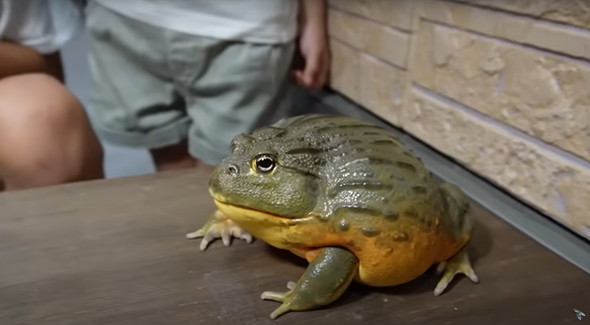 大きく育ったカエル