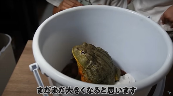 大きく育ったカエル