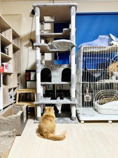 キャットタワーのプレゼント