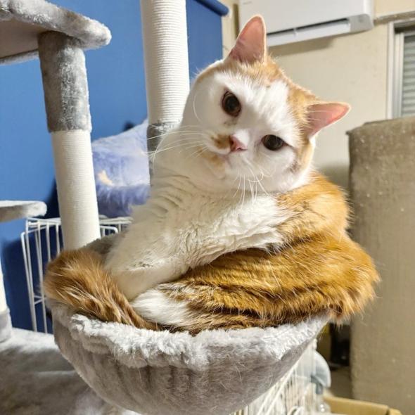 キャットタワーのプレゼント