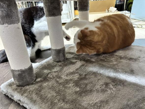 キャットタワーのプレゼント