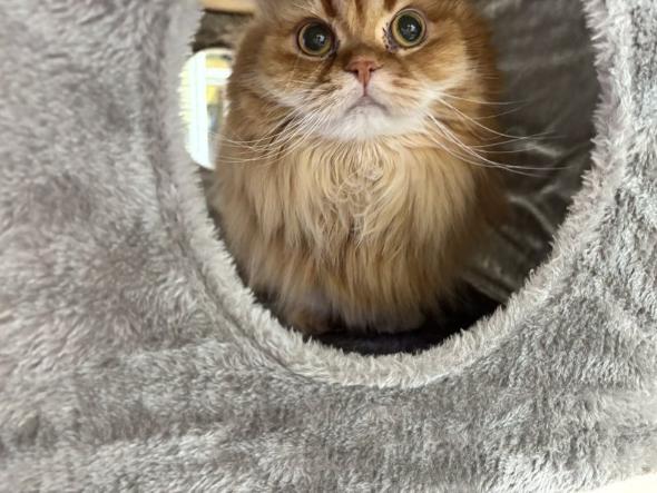 キャットタワーのプレゼント