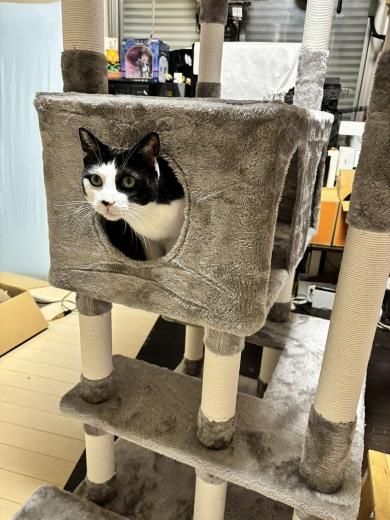 キャットタワーのプレゼント