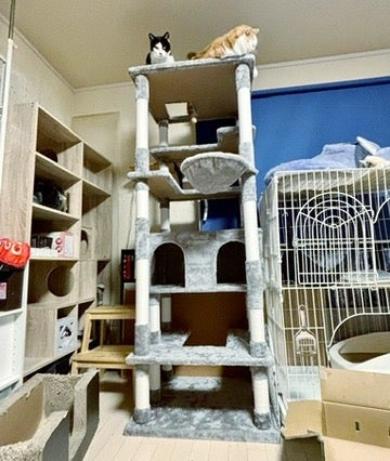 キャットタワーのプレゼント