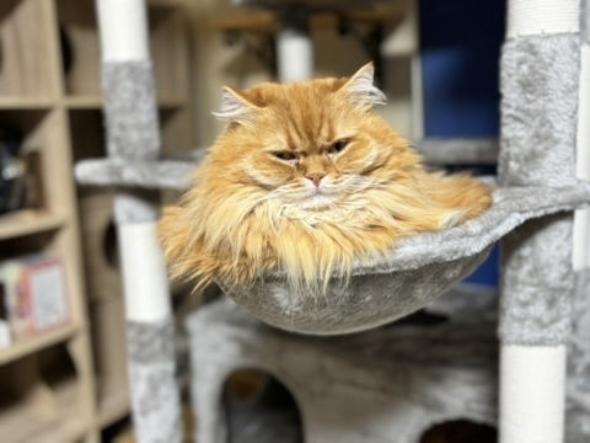 キャットタワーのプレゼント