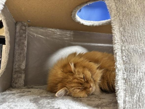 キャットタワーのプレゼント