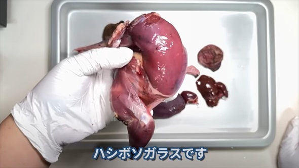 身近な害鳥ハシブトガラス狙撃して食べてみた