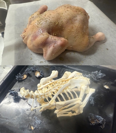 クリスマスチキンの骨格標本