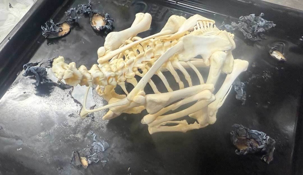 クリスマスチキンの骨格標本