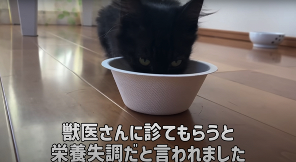 黒猫