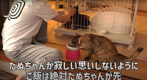 最初はケージを使って先住猫と距離を保ちます