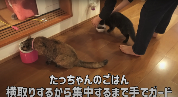 食いしん坊猫ちゃんを見張る飼い主さん