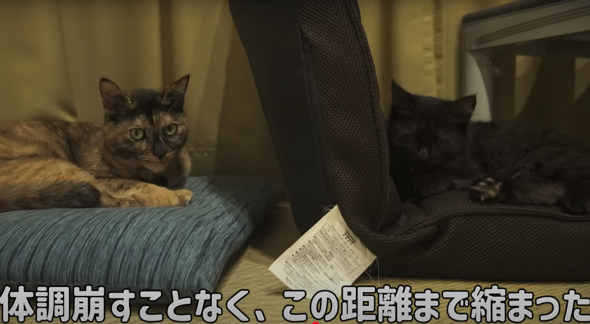 先住猫とも距離が縮まりました