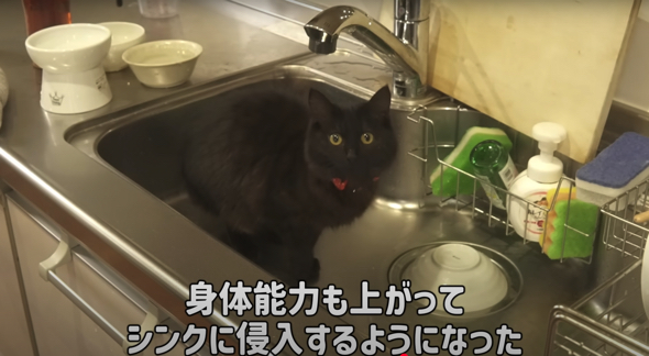 2カ月後もふもふな長毛猫に育ちました