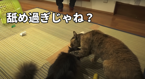 4カ月後はさらに親密になった猫ちゃんたち