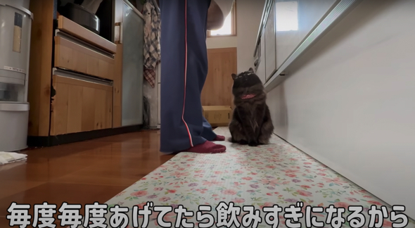かわいいおねだり攻撃をする元保護猫