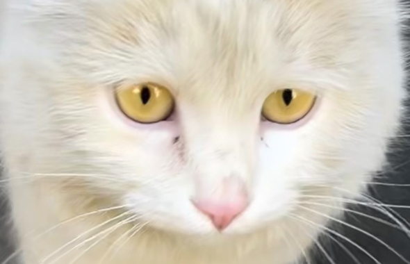 ウズベキスタンの三毛猫