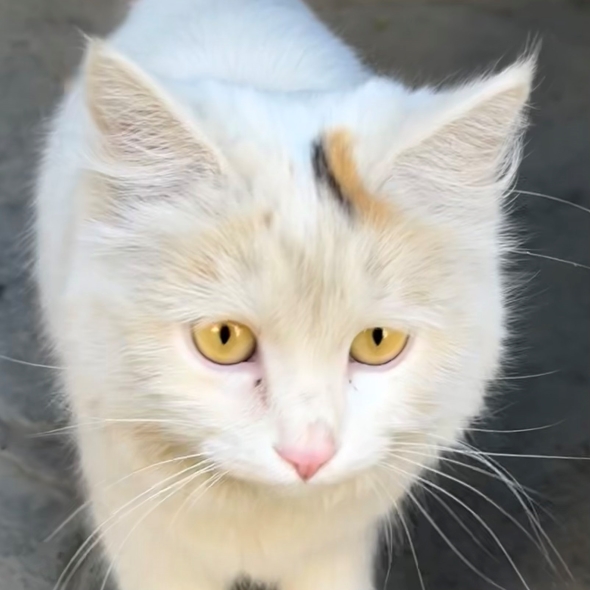 ウズベキスタンの三毛猫